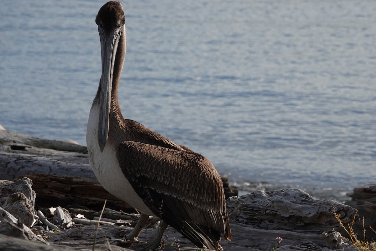 Эвэрт болжмор - ML645821255