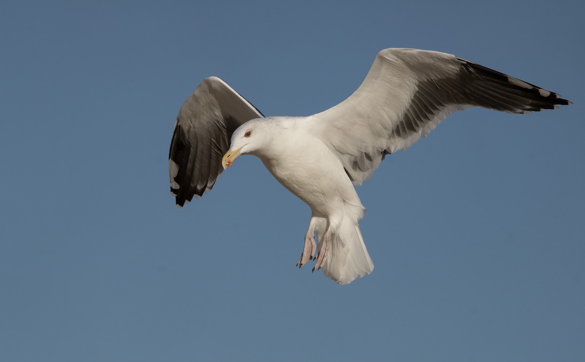 Great Black-backed Gull - ML645821262