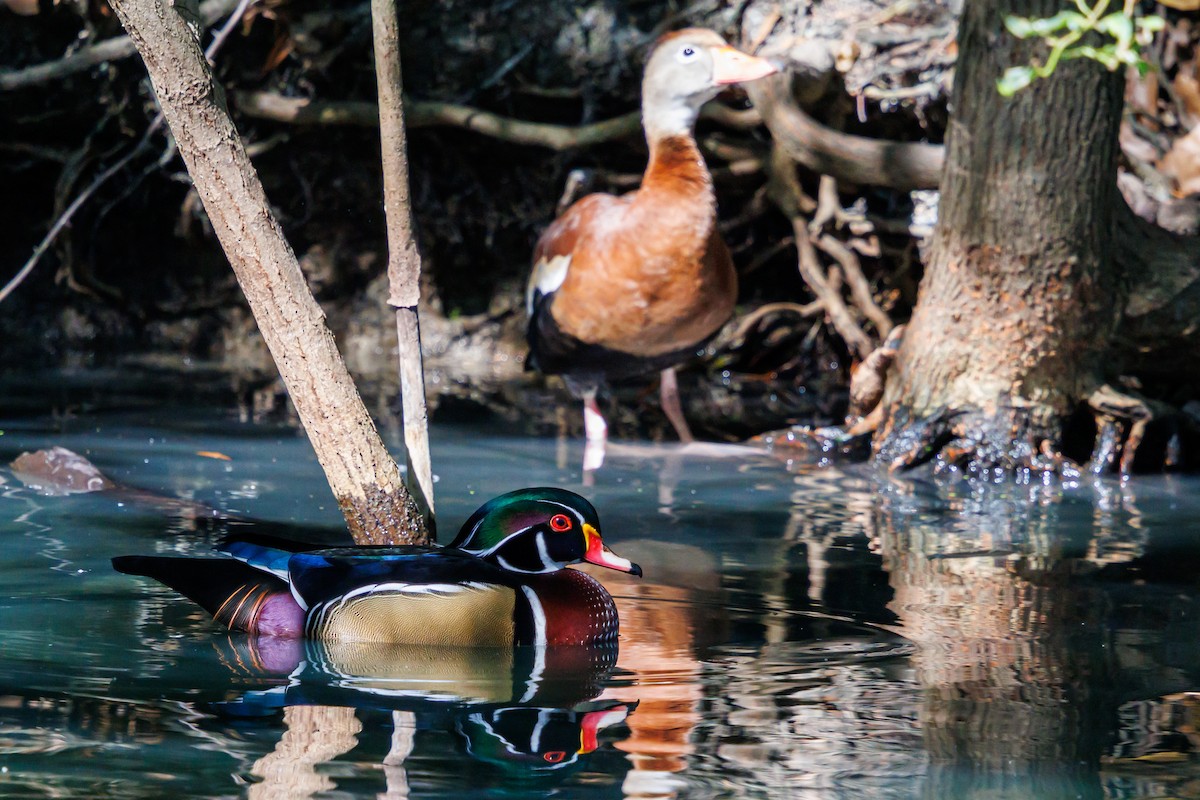 kachnička karolínská - ML645821267