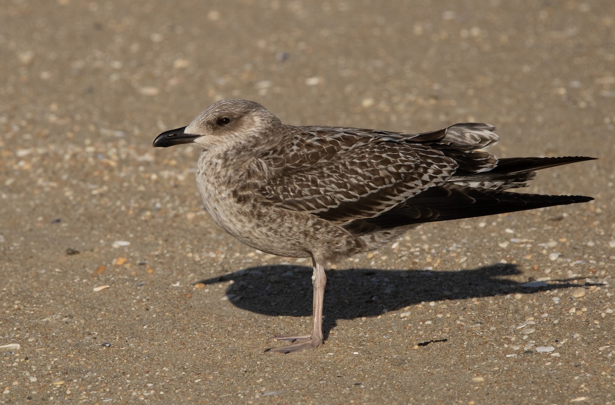 Zafferano - ML645821269