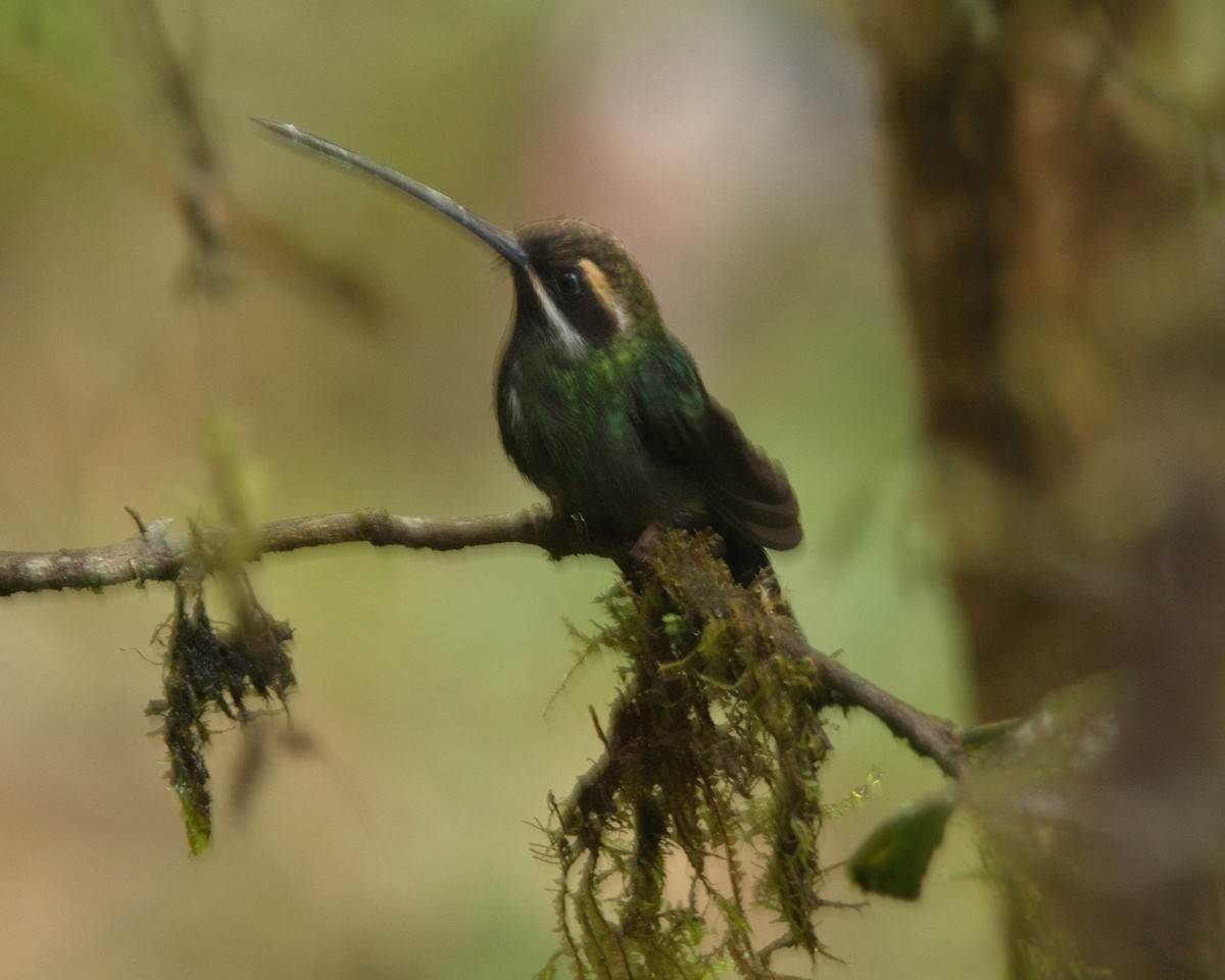 White-whiskered Hermit - ML645821273