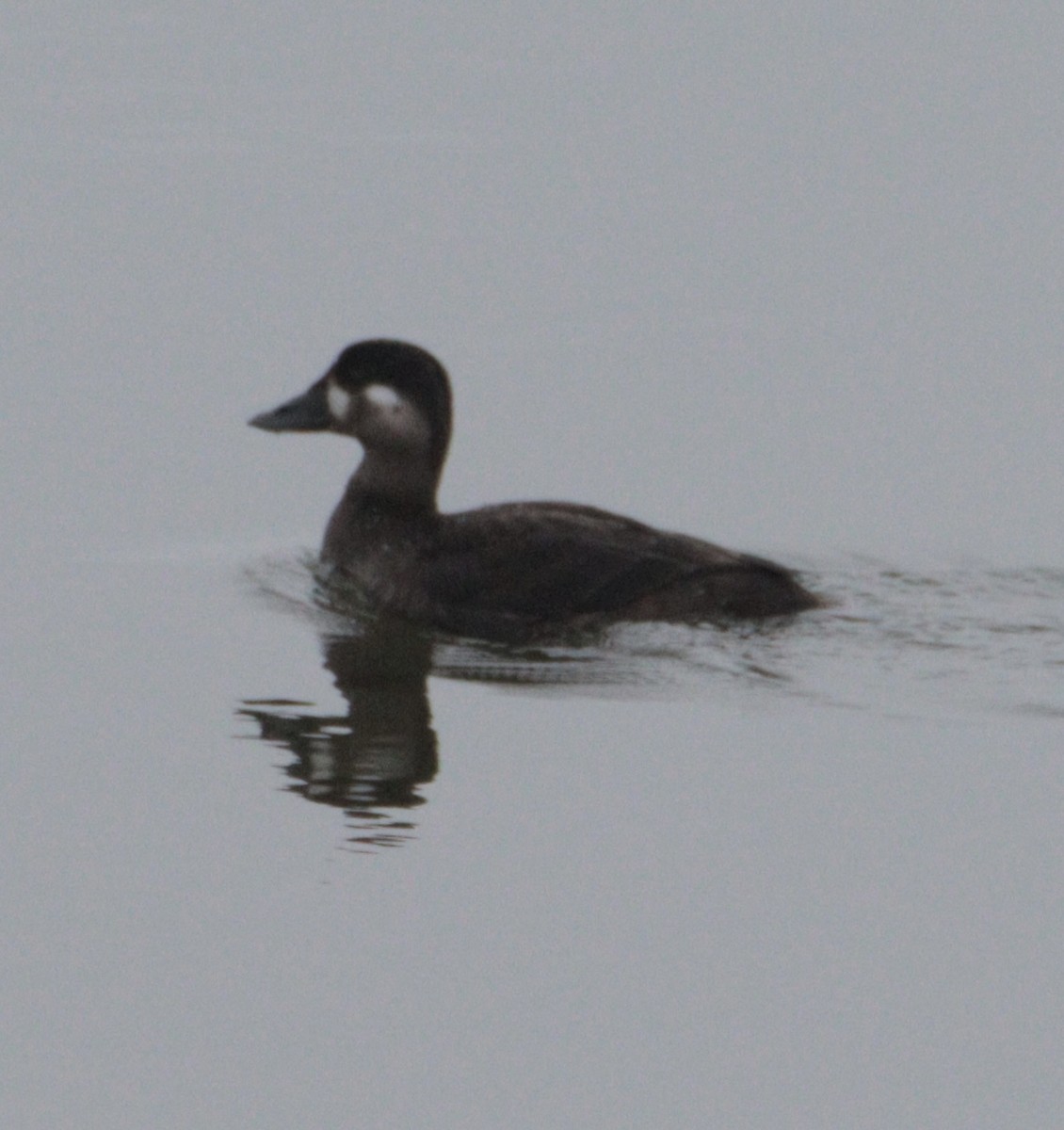 Surf Scoter - ML645821281