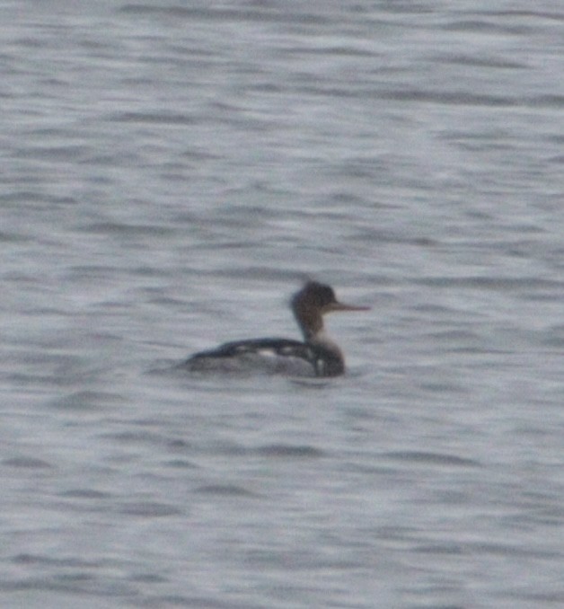 Red-breasted Merganser - ML645821284