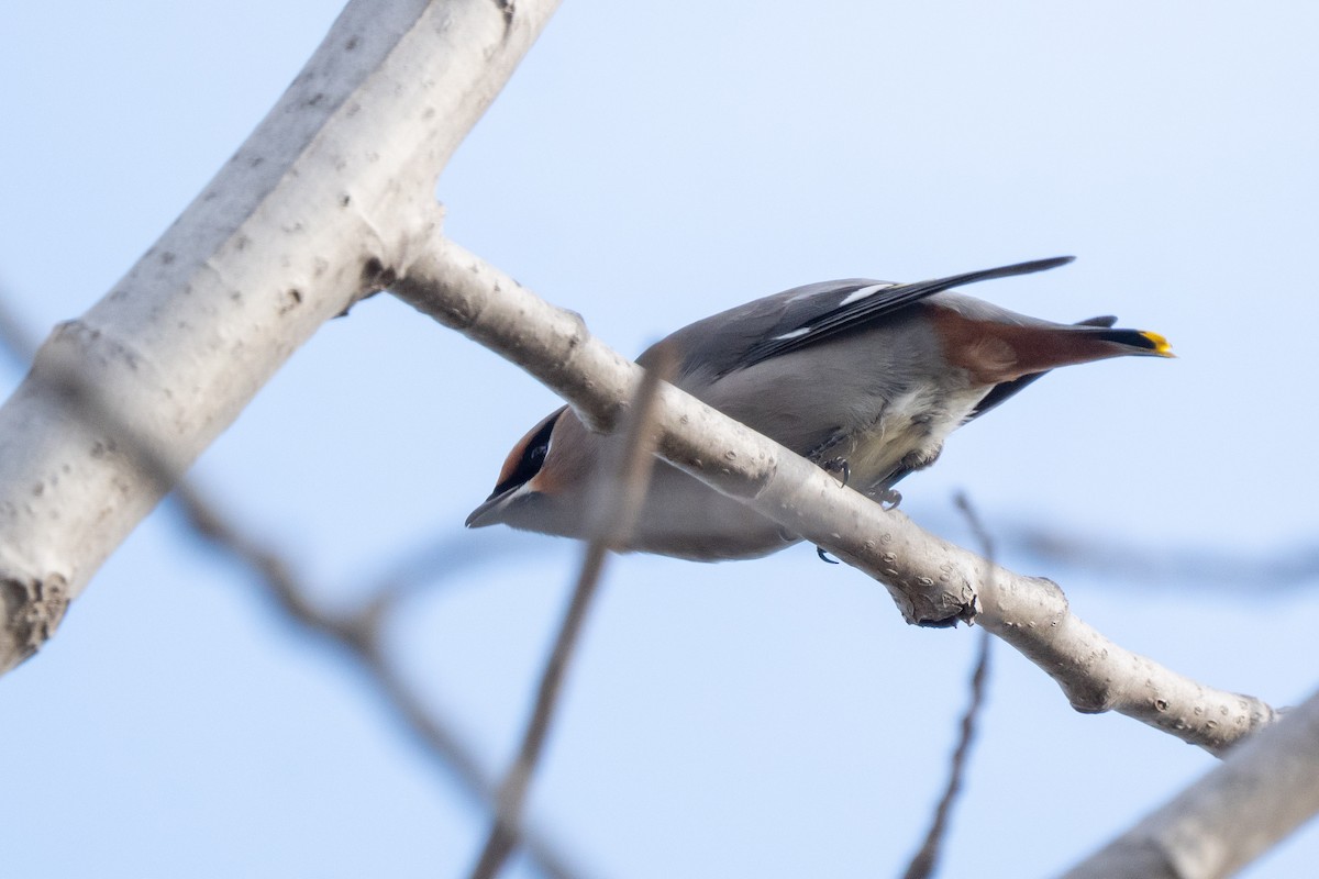 Bohemian Waxwing - ML645821286