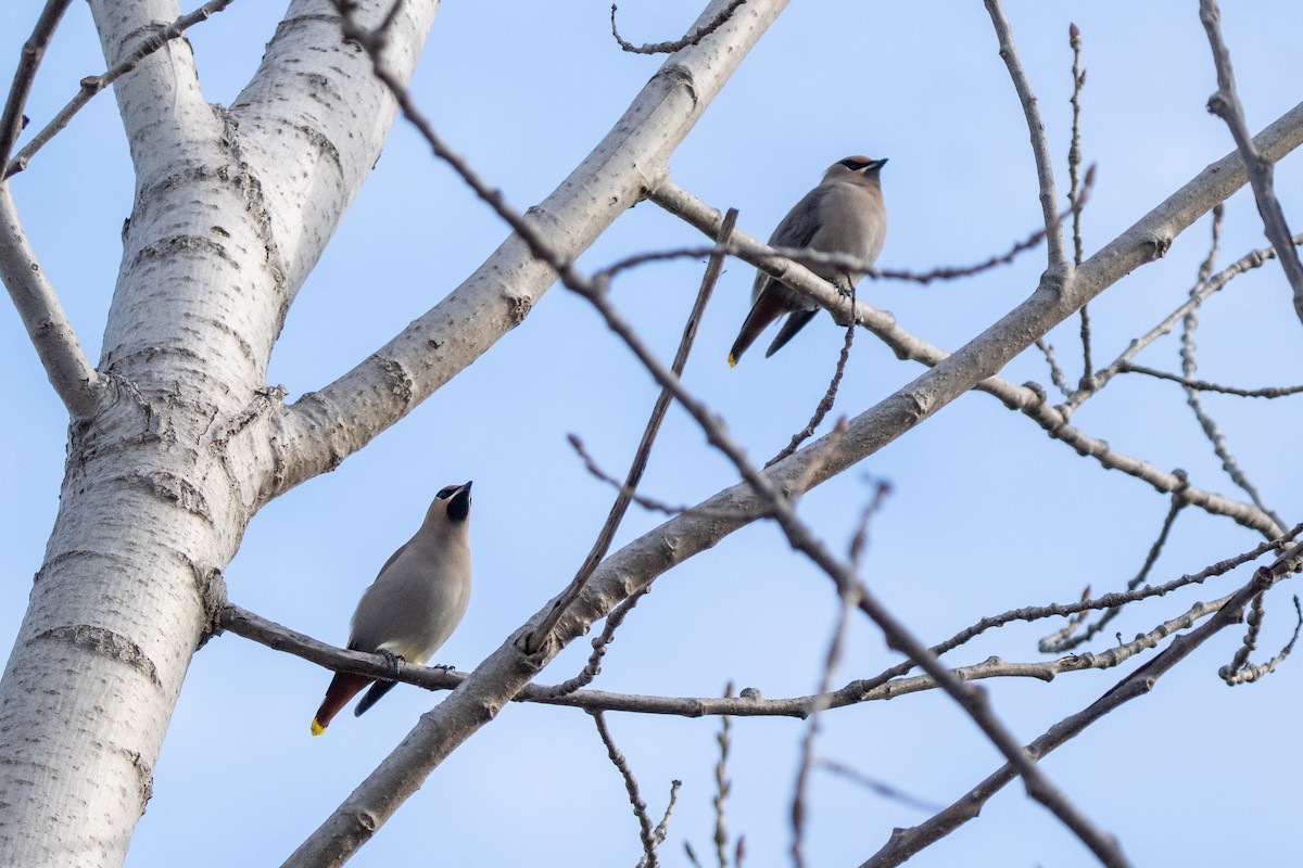 Bohemian Waxwing - ML645821287