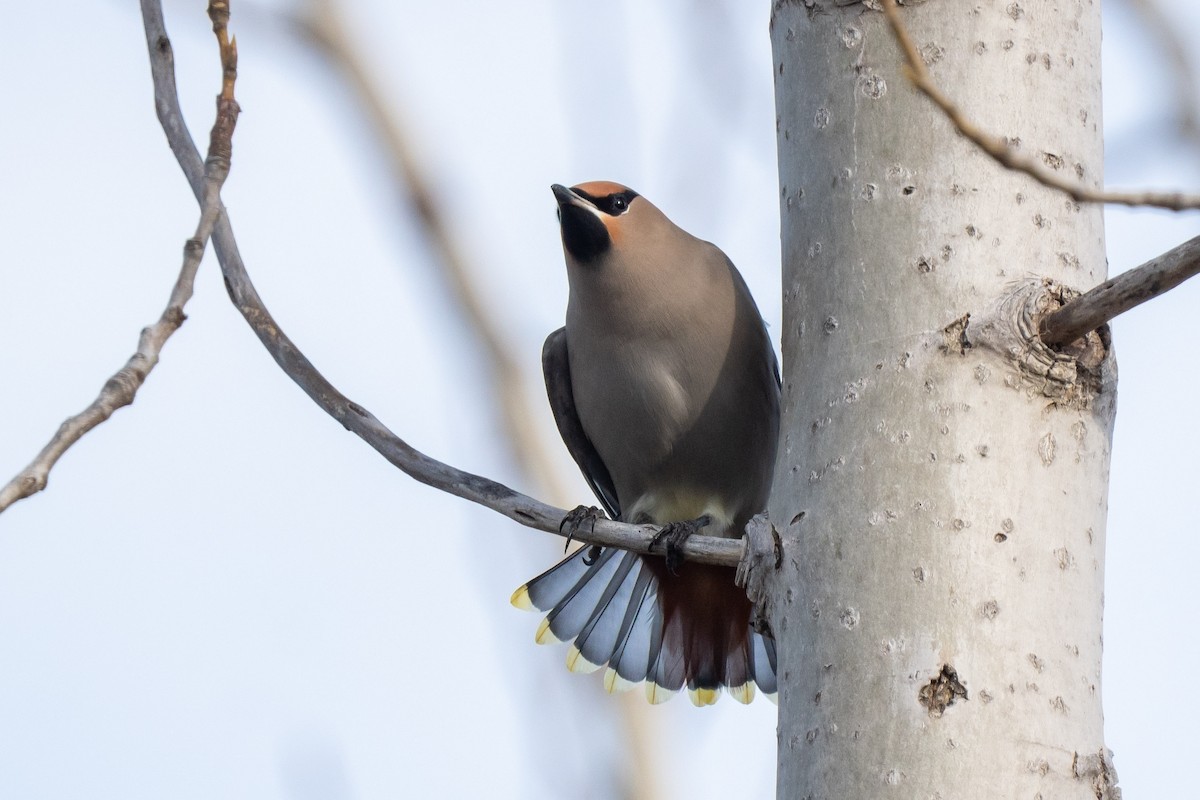 Bohemian Waxwing - ML645821288
