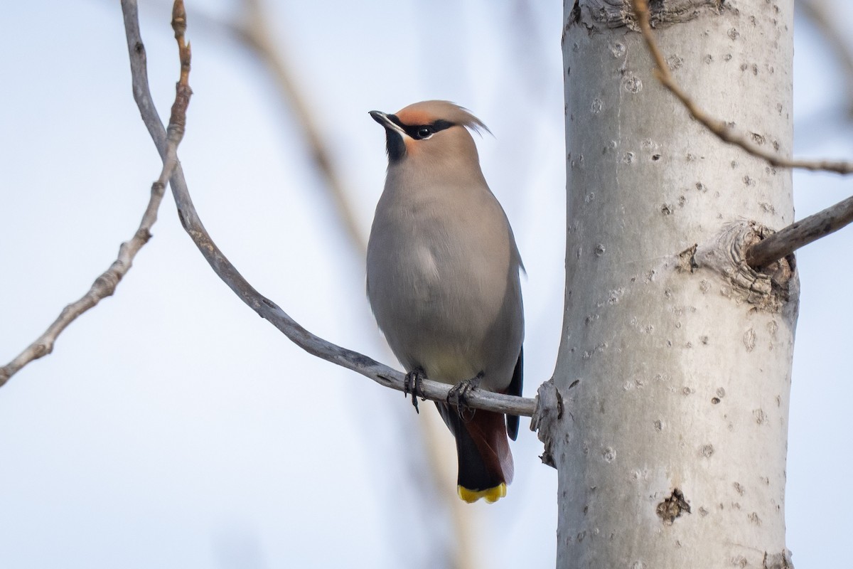 Bohemian Waxwing - ML645821289