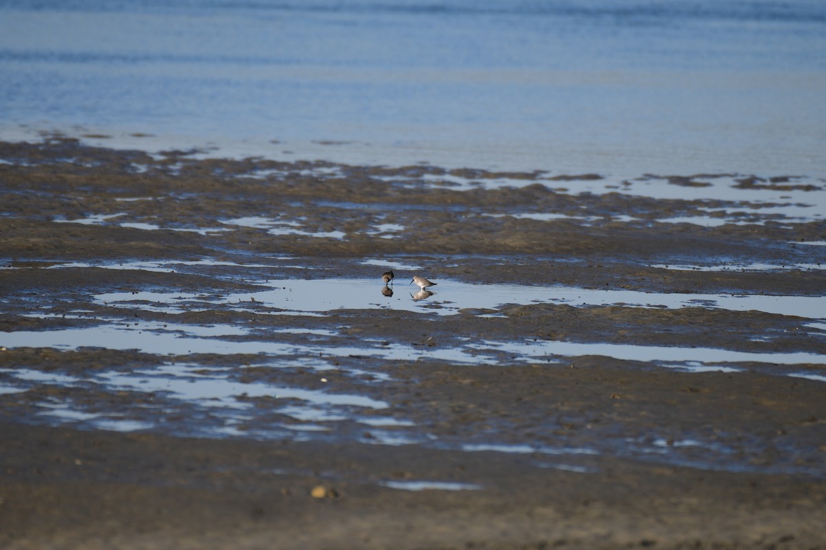 Correlimos Común - ML645821290