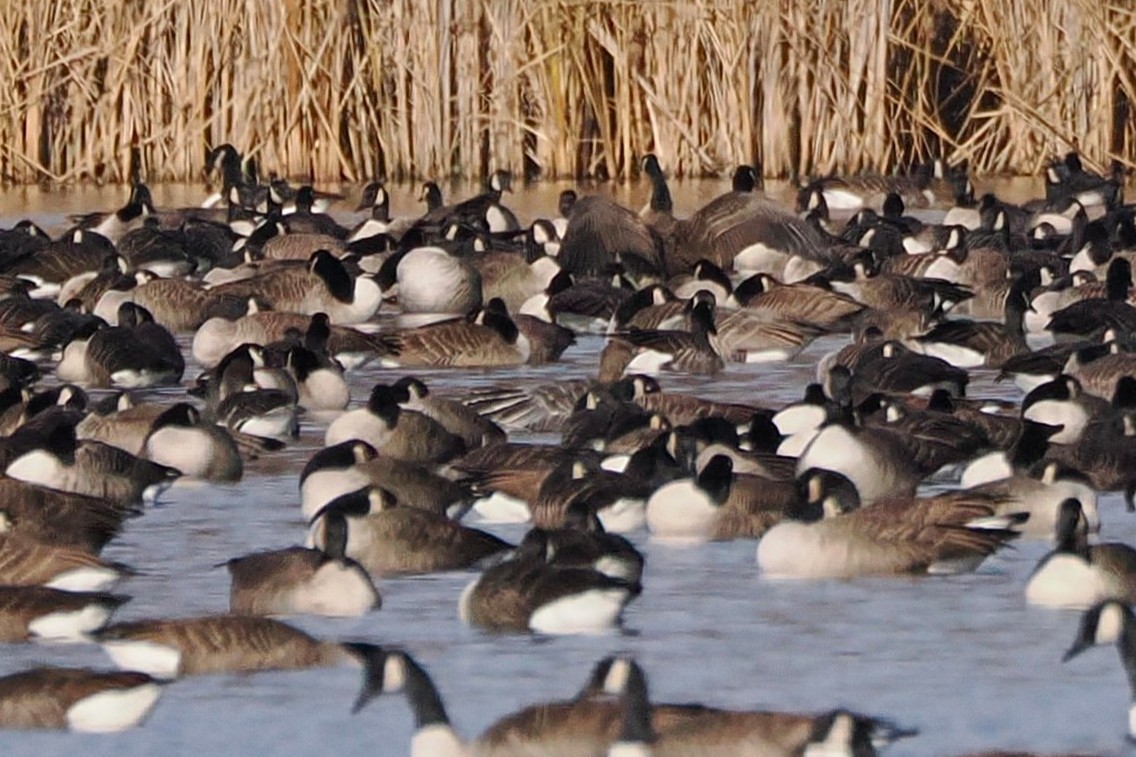 Pink-footed Goose - ML645821291