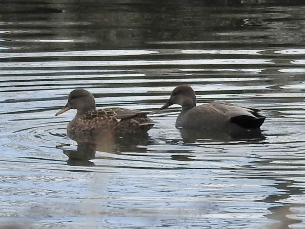 Серая утка - ML645821298