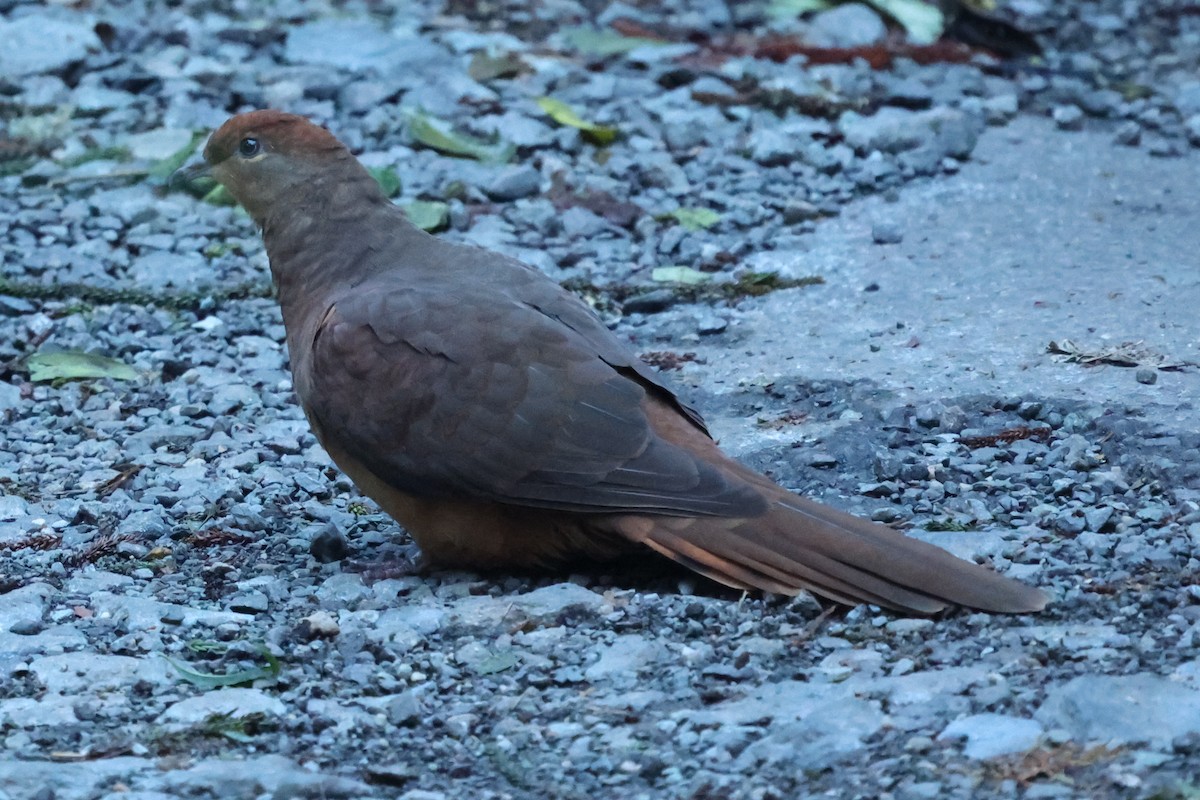 Maronentaube - ML645821301