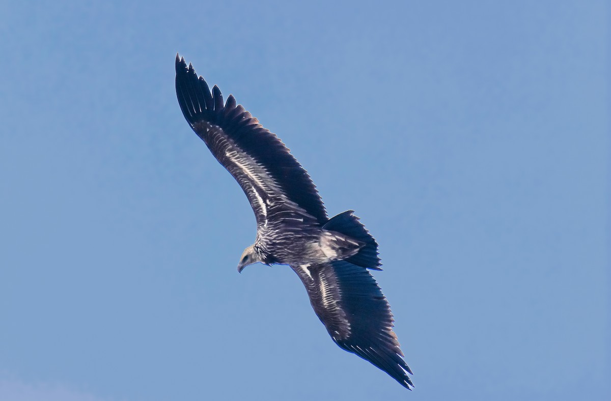 Schneegeier - ML645821302