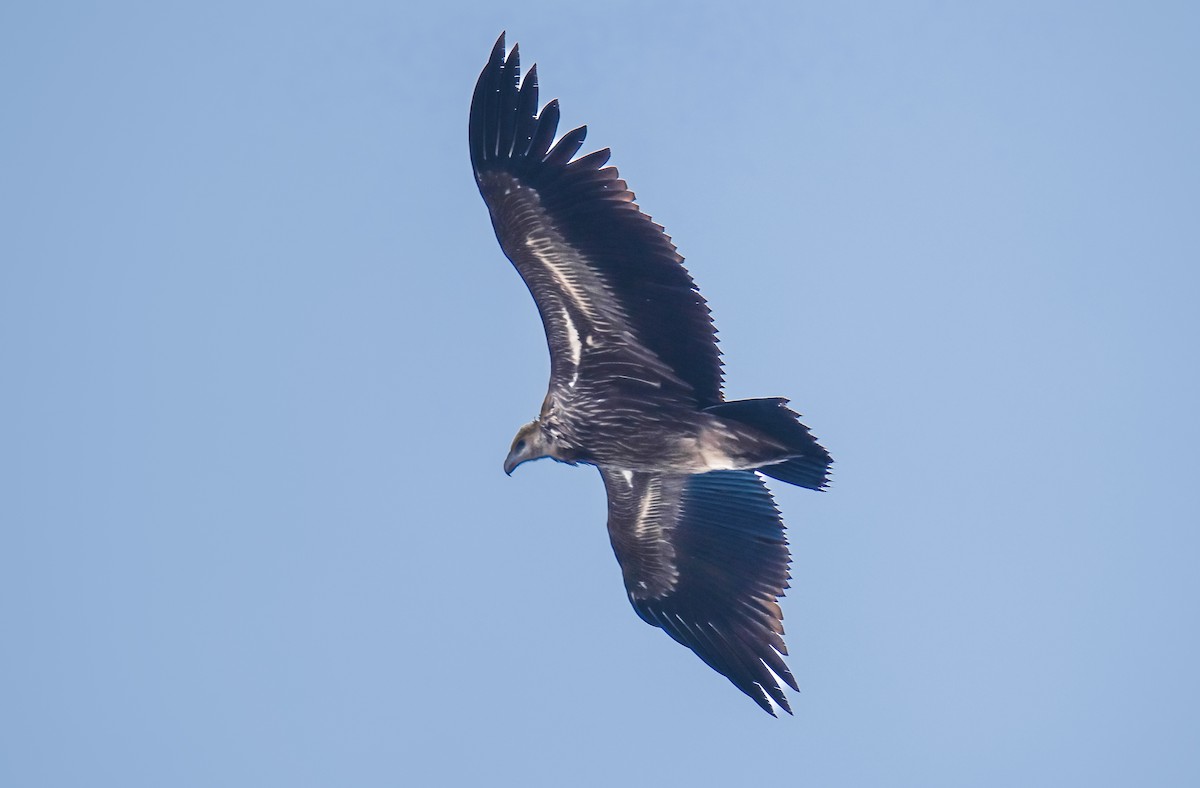 Schneegeier - ML645821303