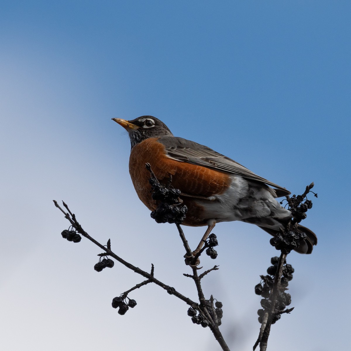 Дрізд мандрівний - ML645821305