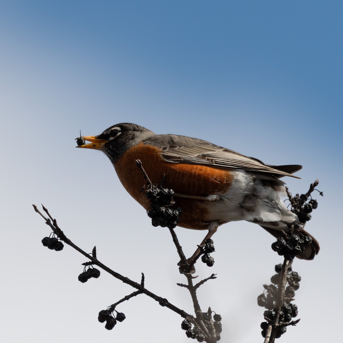 Дрізд мандрівний - ML645821306