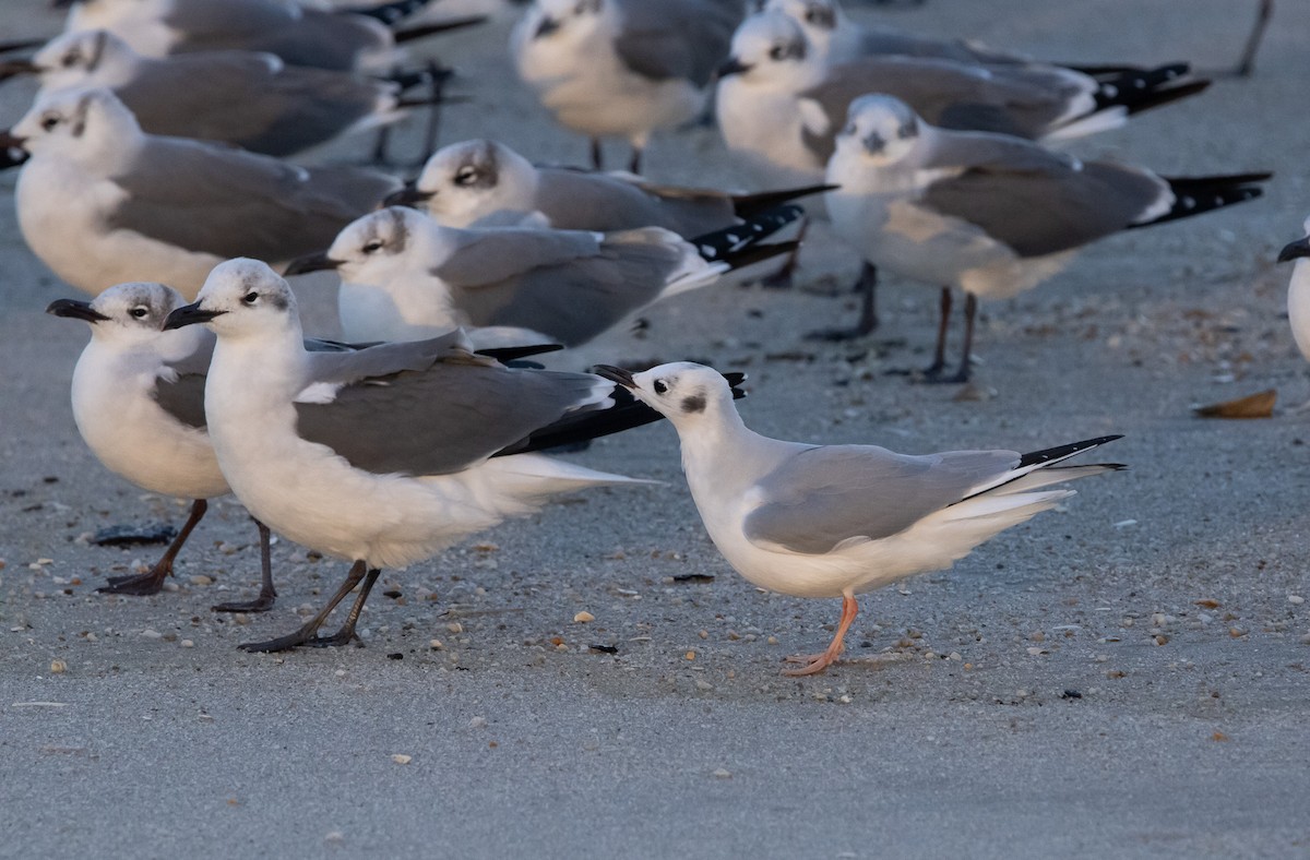 Bonaparte's Gull - ML645821311