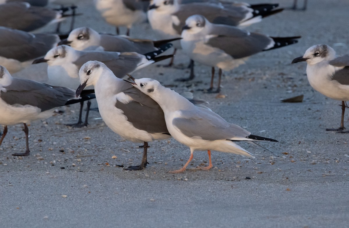 Bonaparte's Gull - ML645821312