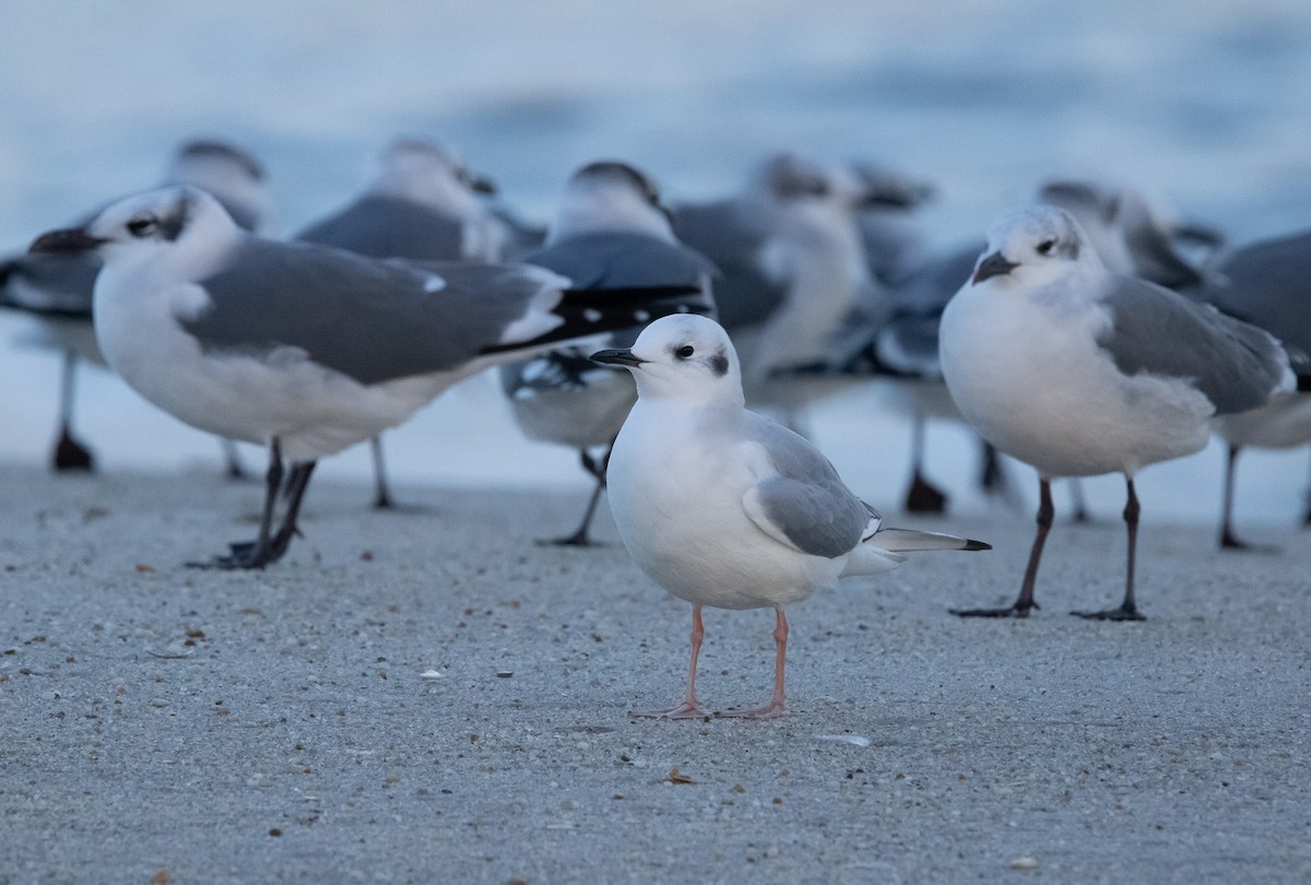 Bonaparte's Gull - ML645821313