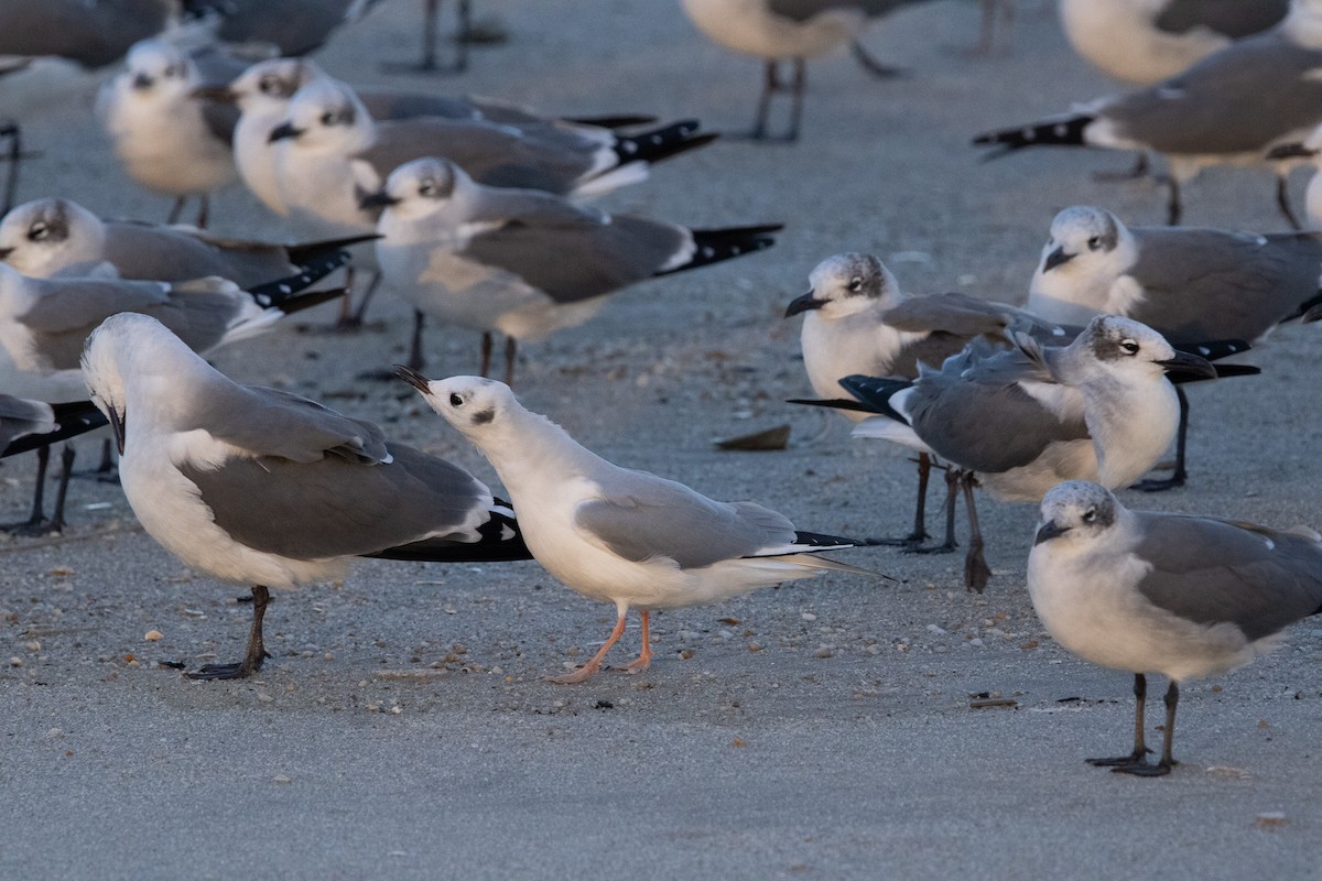 Bonaparte's Gull - ML645821314