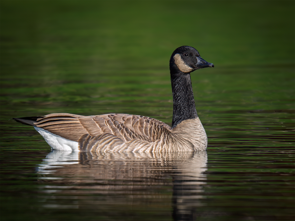Canada Goose - ML645821331