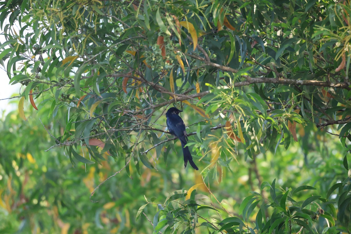 Drongo Real - ML645821334