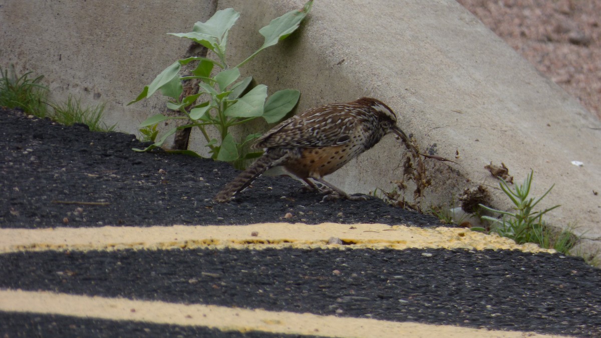 Cucarachero Desértico - ML645821335