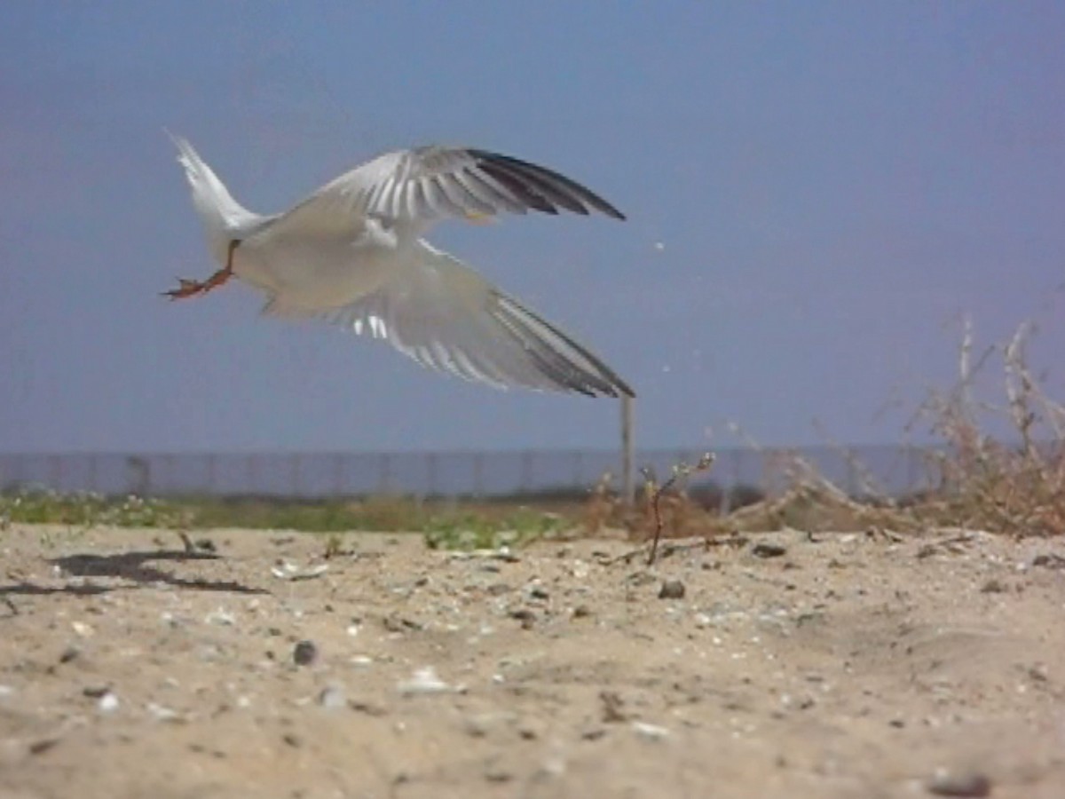 Charrancito Americano - ML645821336