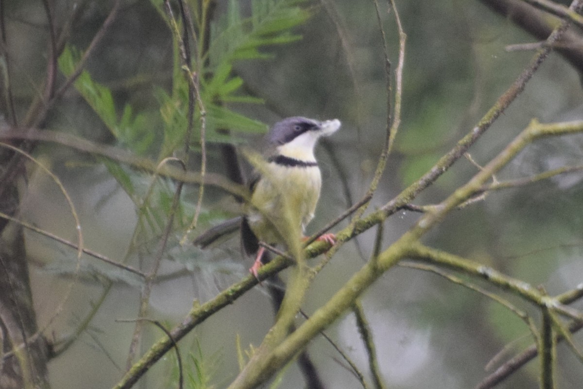 Apalis Acollarado - ML645821338