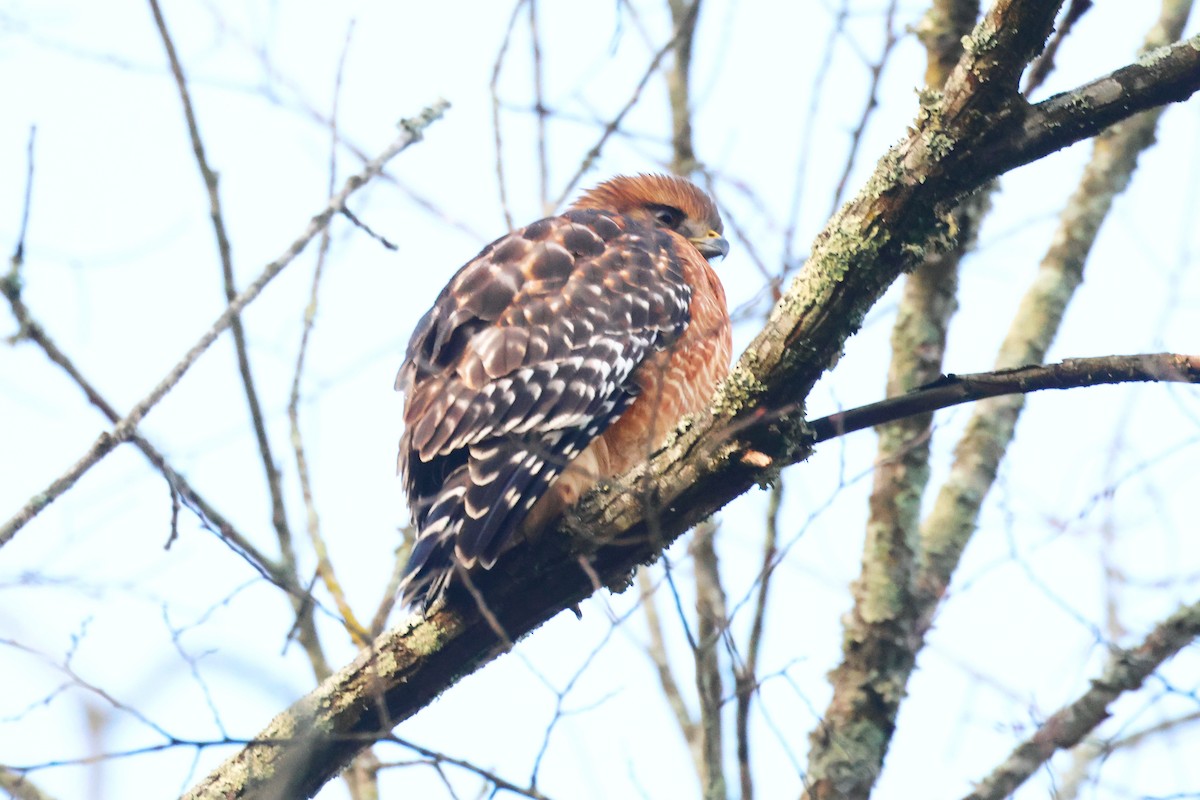 Busardo Pechirrojo - ML645821339