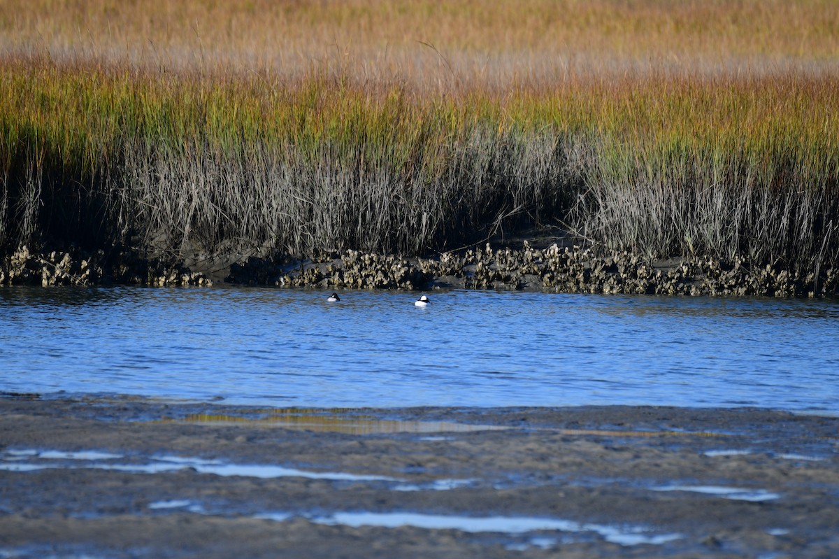 Porrón Albeola - ML645821340