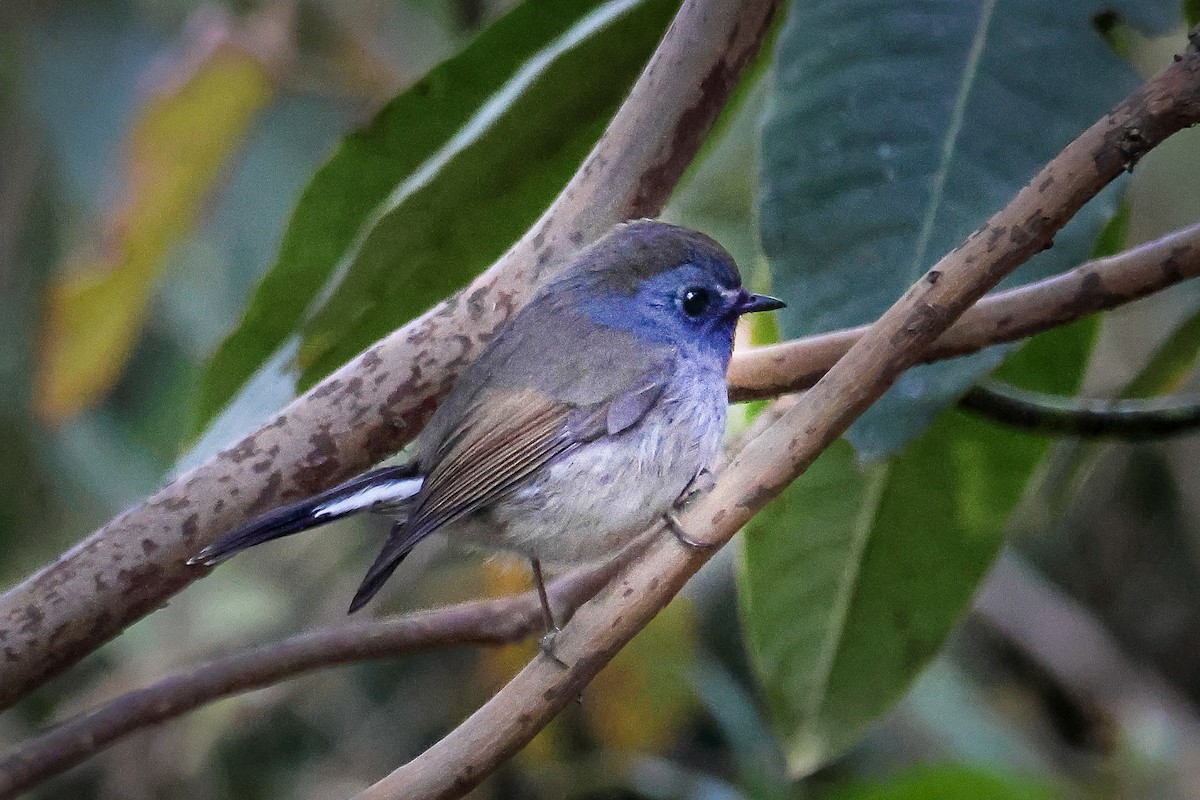 Papamoscas Tricolor - ML645821341