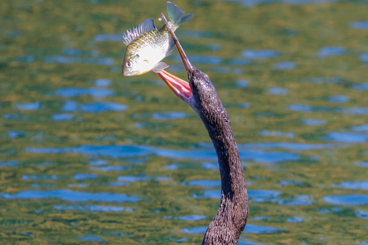 Anhinga Americana - ML645821344