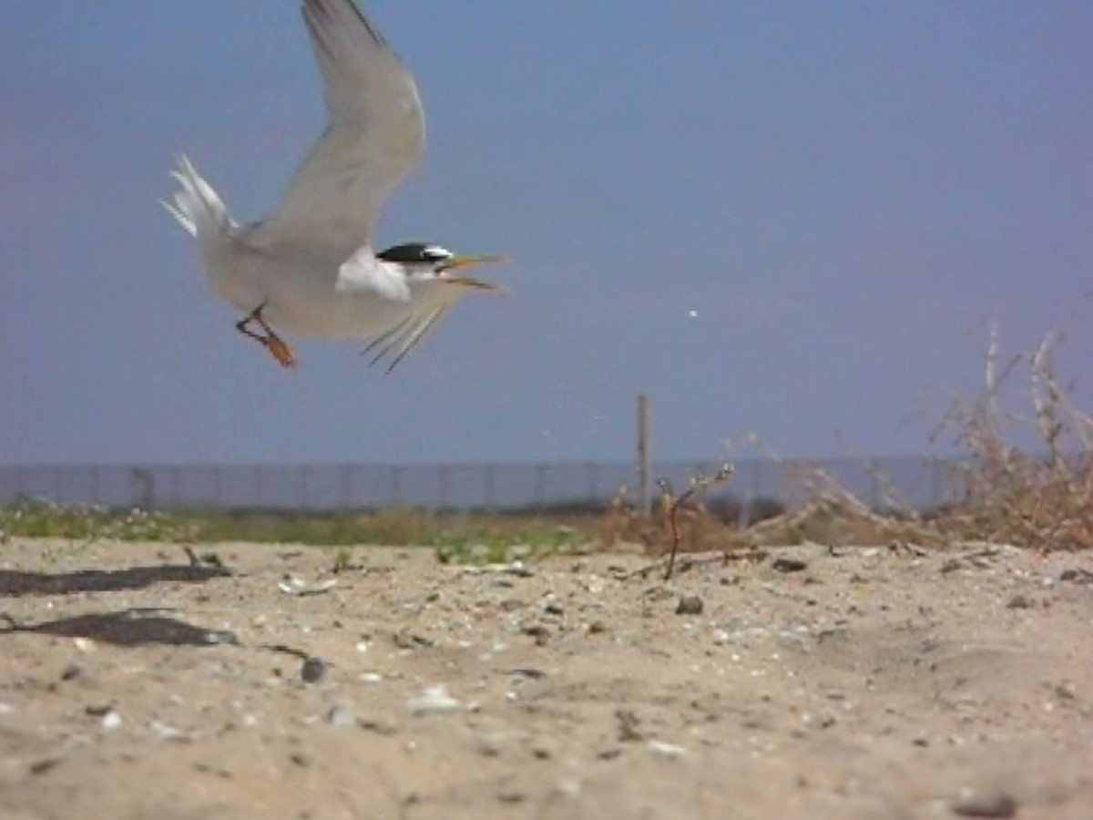 Charrancito Americano - ML645821345