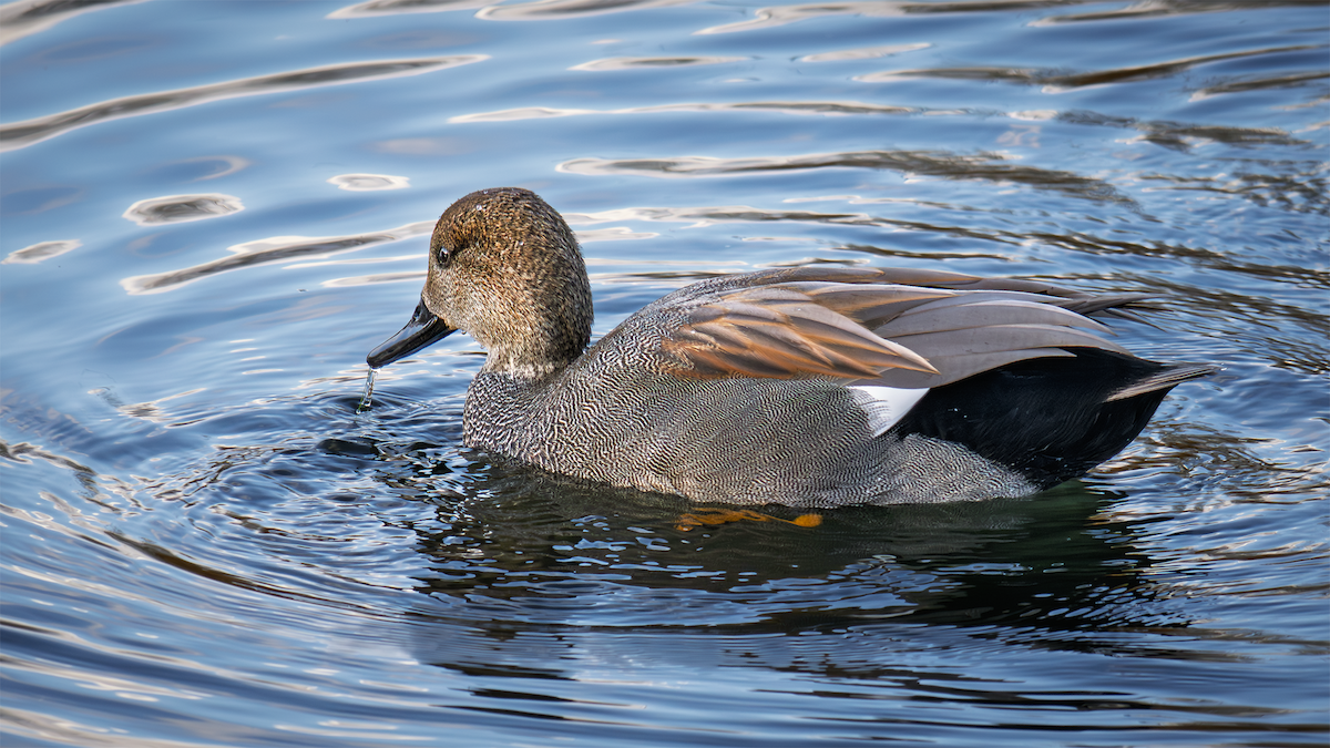 Ánade Friso - ML645821353