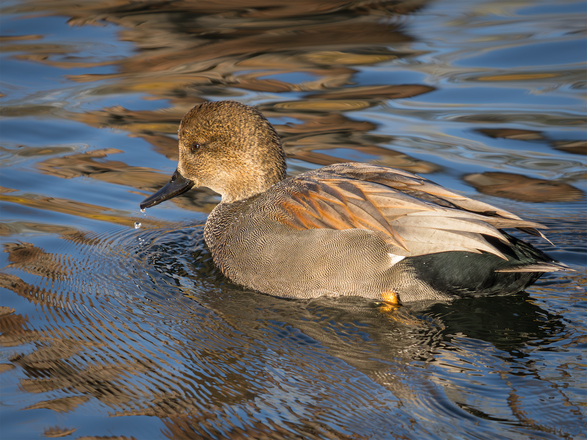 Ánade Friso - ML645821354