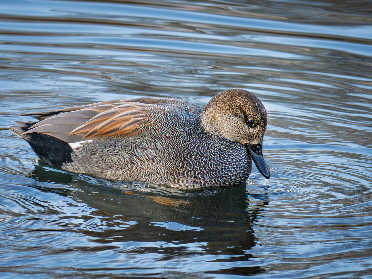 Ánade Friso - ML645821355