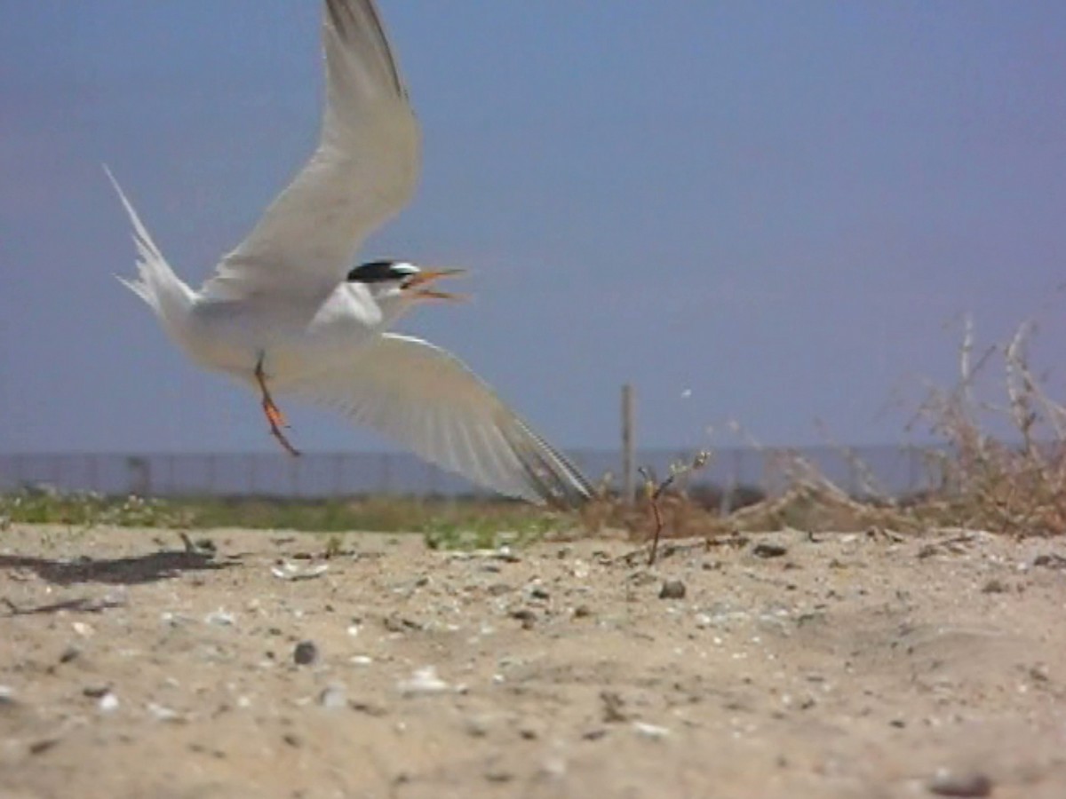 Charrancito Americano - ML645821357