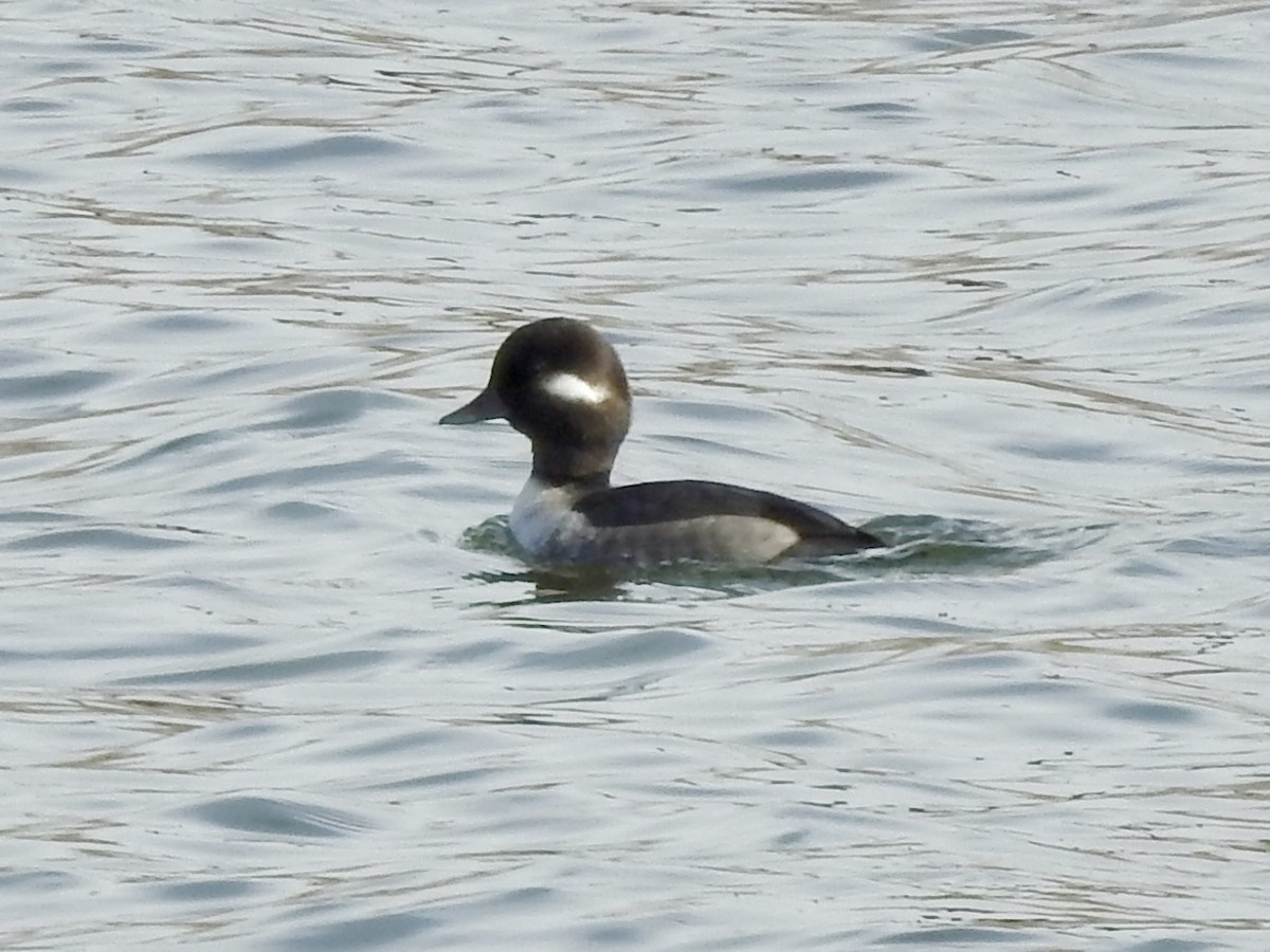 Porrón Albeola - ML645821358