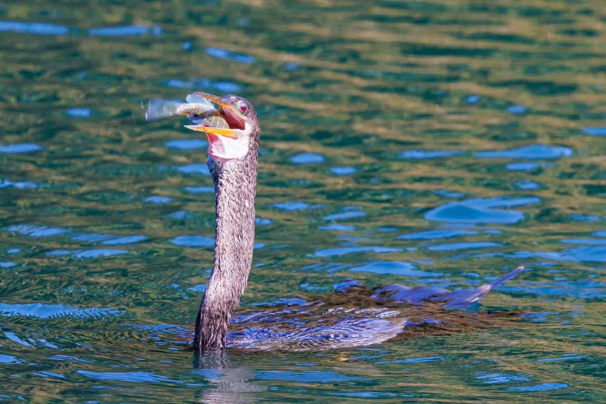 Anhinga Americana - ML645821359