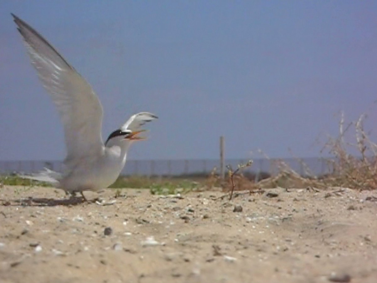 Charrancito Americano - ML645821366