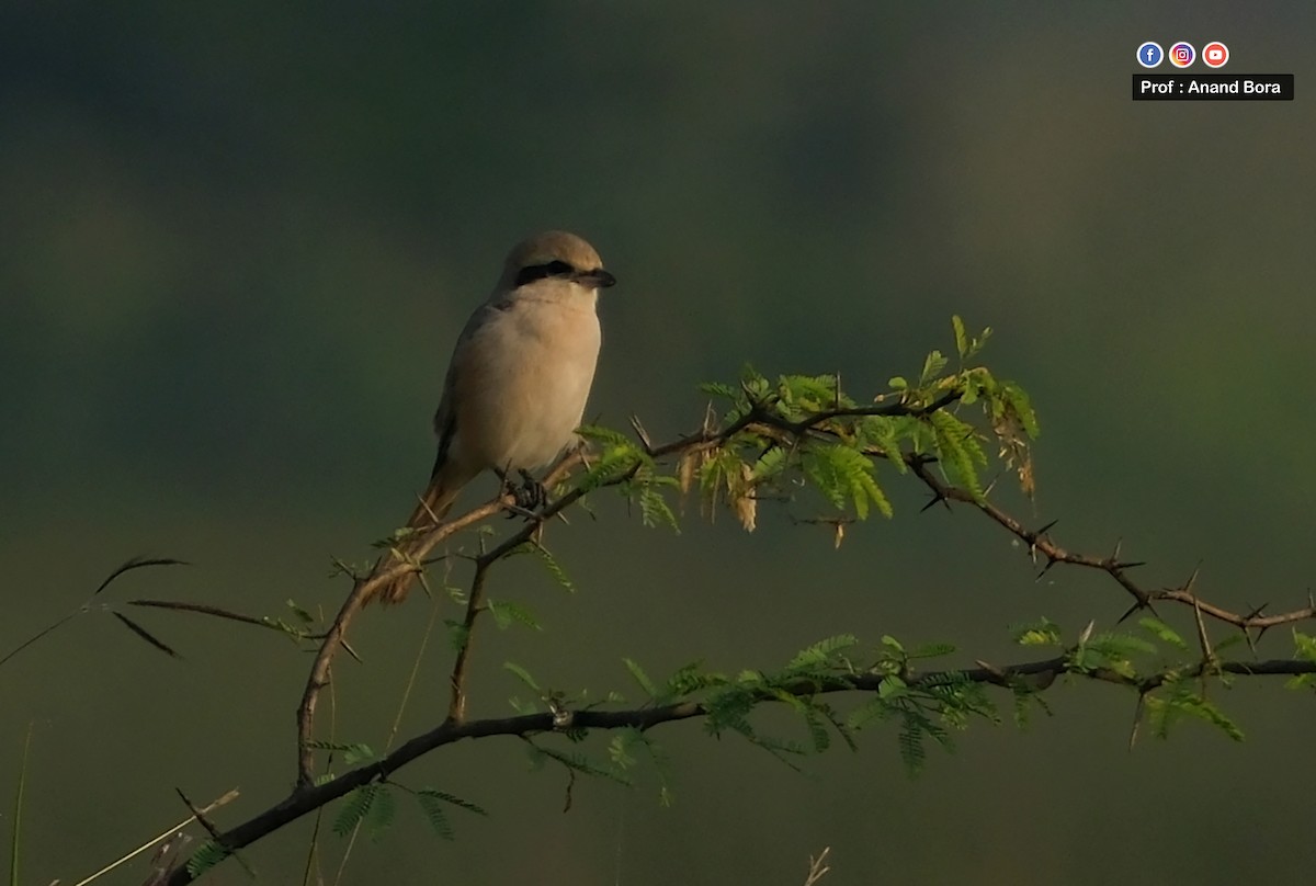 Isabellwürger - ML645821367