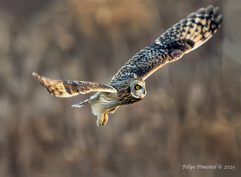 Búho Campestre - ML645821368