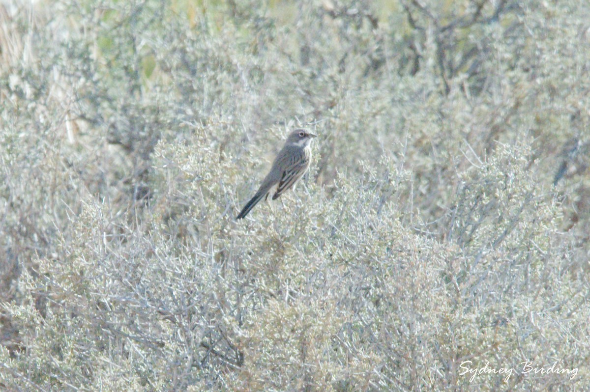 Chingolo de Nevada - ML645821369