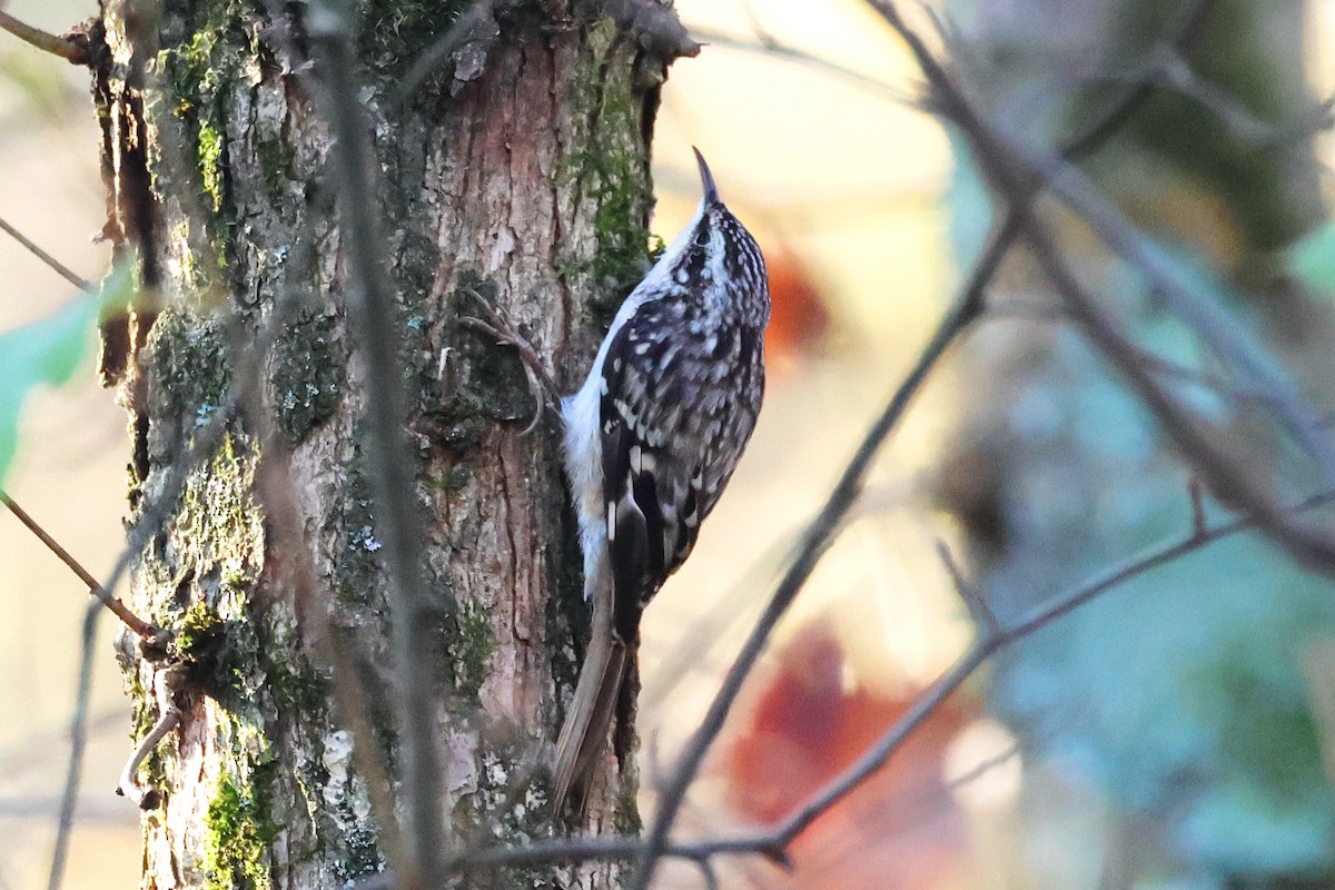 Agateador Americano - ML645821372