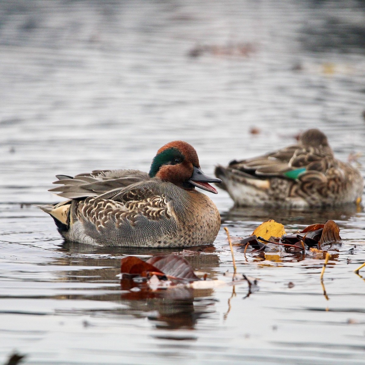 Green-winged Teal - ML645821375