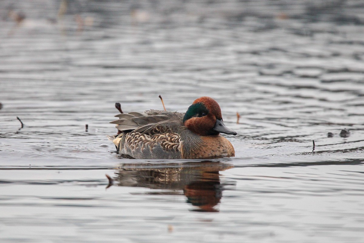 Green-winged Teal - ML645821376