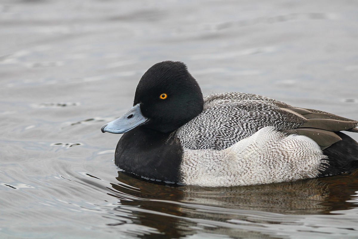 Lesser Scaup - ML645821379