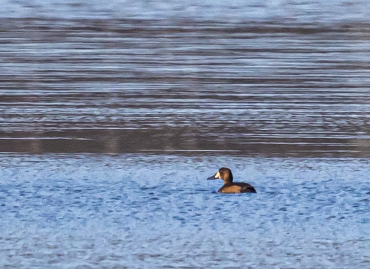 Greater Scaup - ML645821387