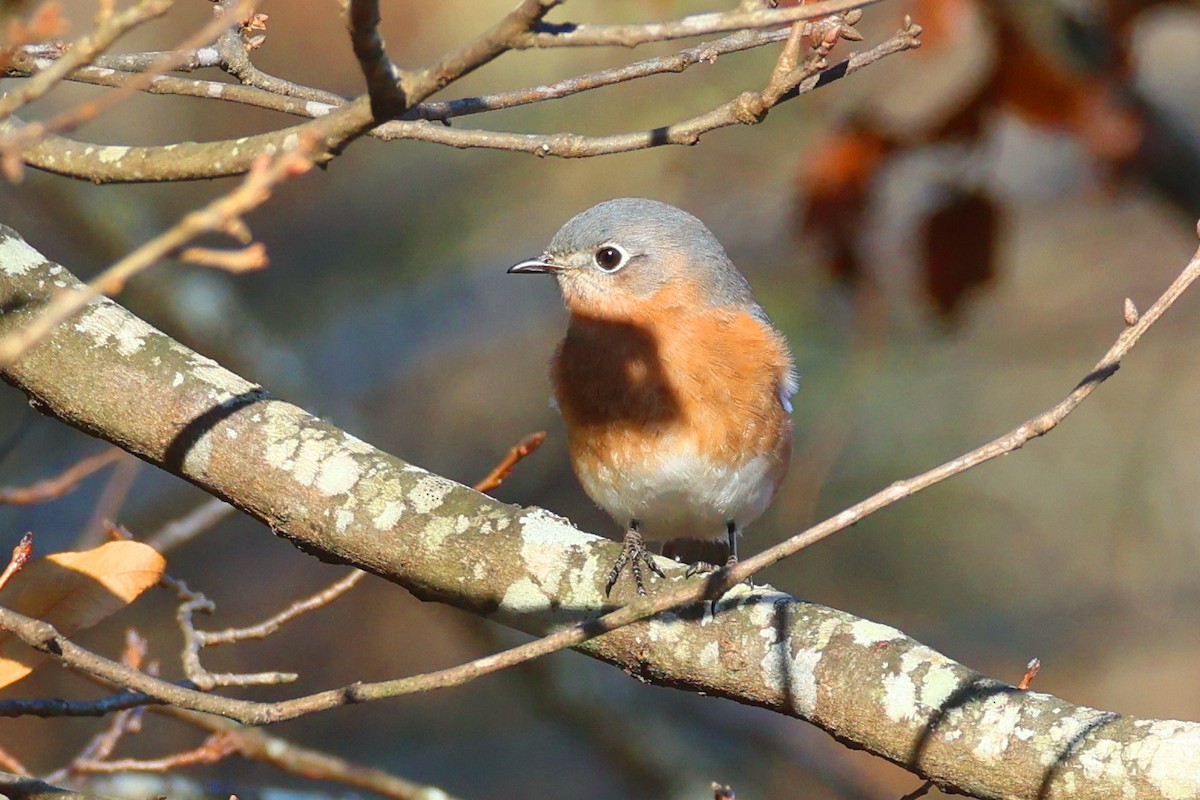 Блакитник східний - ML645821398