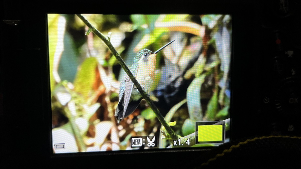 Purple-throated Mountain-gem - ML645821400